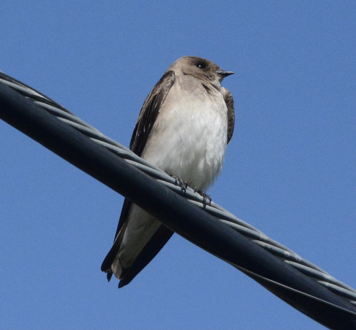Northern Rough-winged Swallow - ML616731819