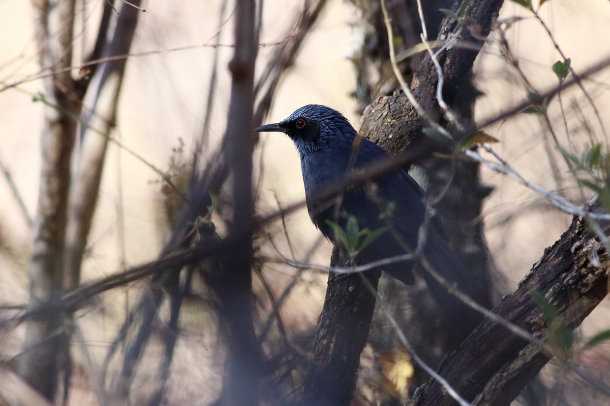 Mulato Azul - ML616731838