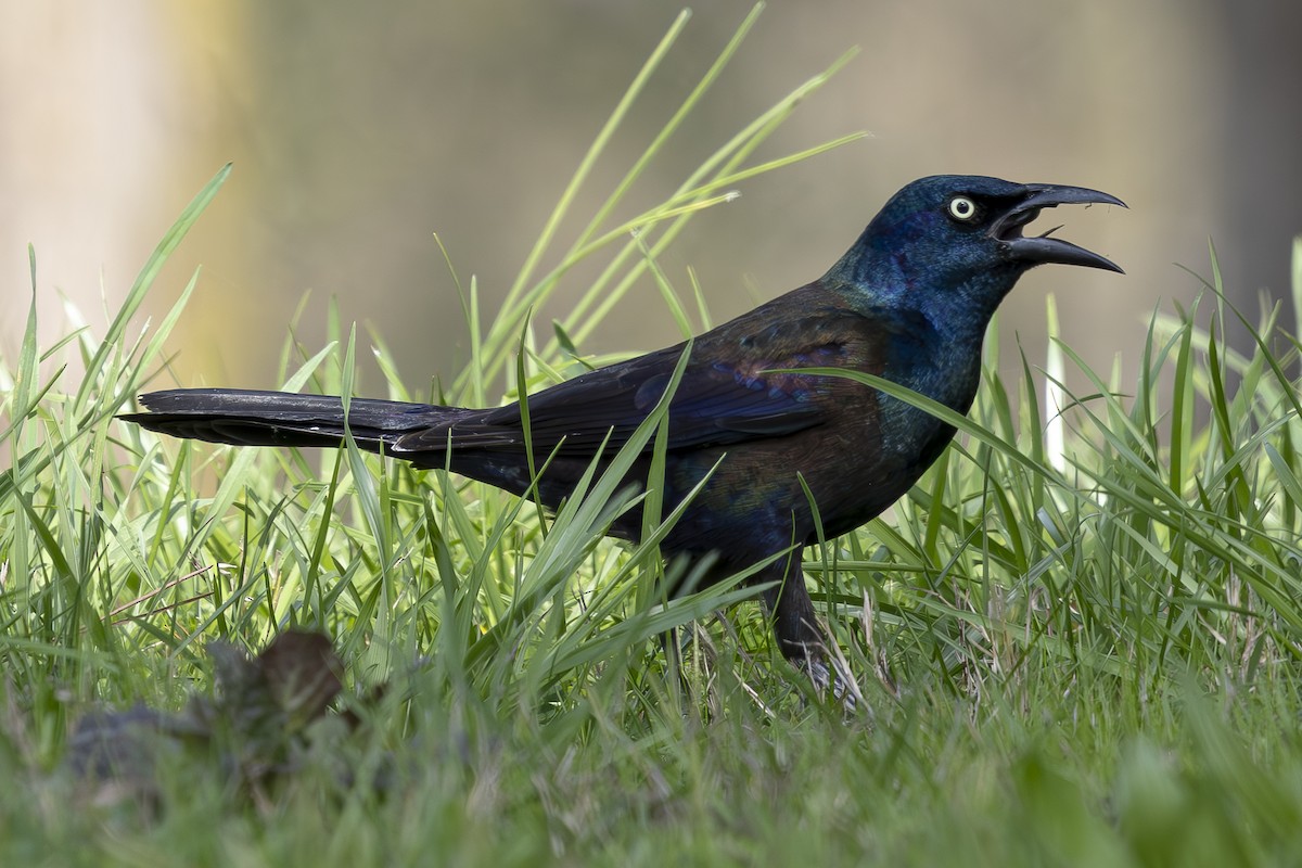 Common Grackle - ML616731848