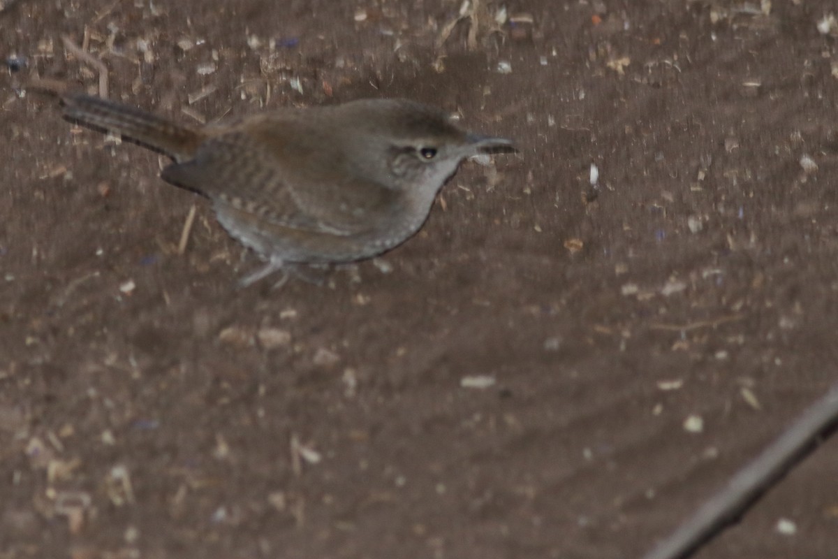 House Wren - ML616731863