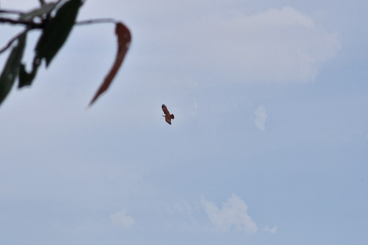 Brahminy Kite - ML616731901