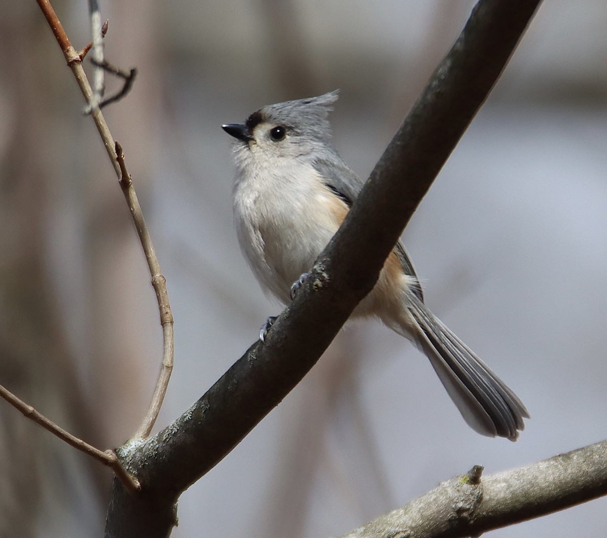 Herrerillo Bicolor - ML616731907