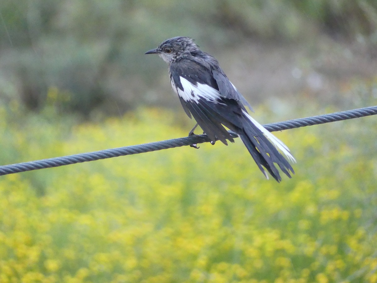 Northern Mockingbird - ML616731914