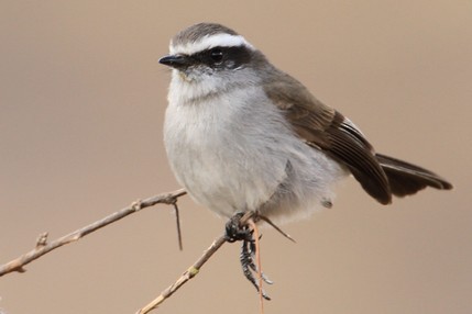 White-browed Chat-Tyrant - ML616732005