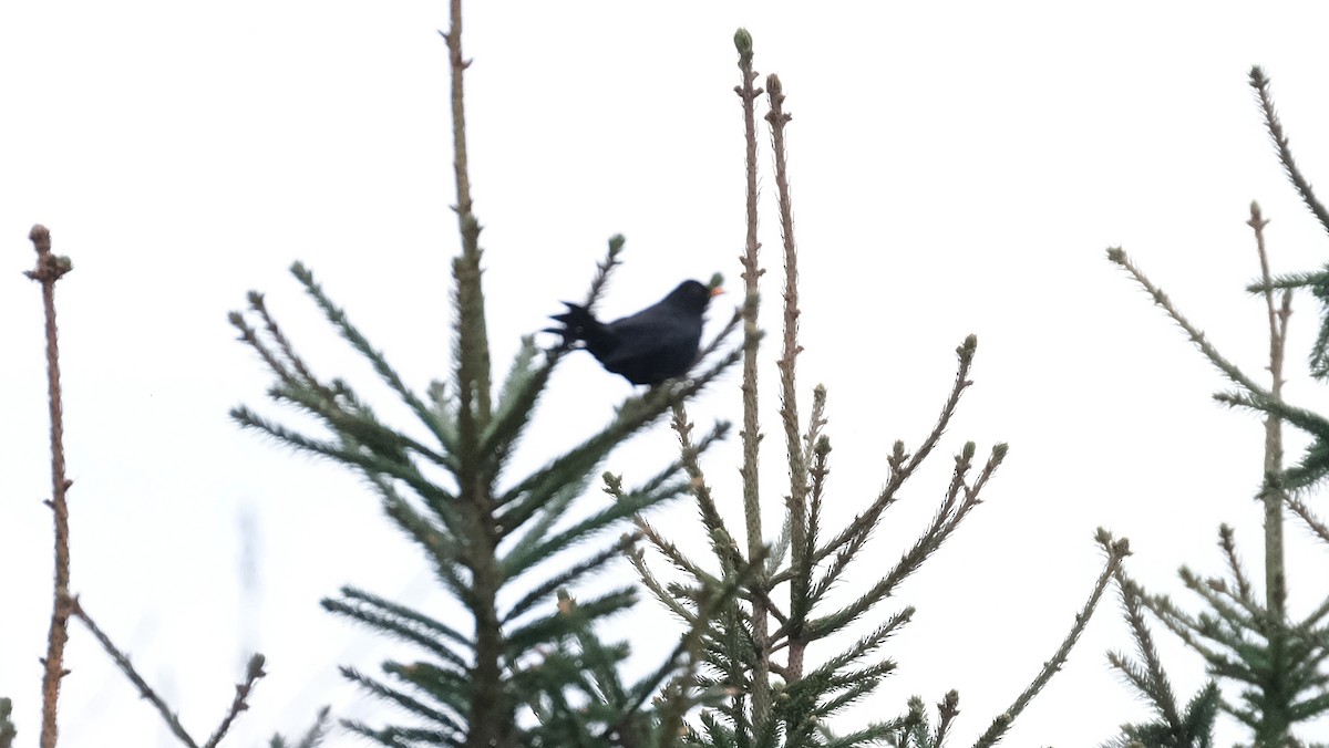 Eurasian Blackbird - ML616732018