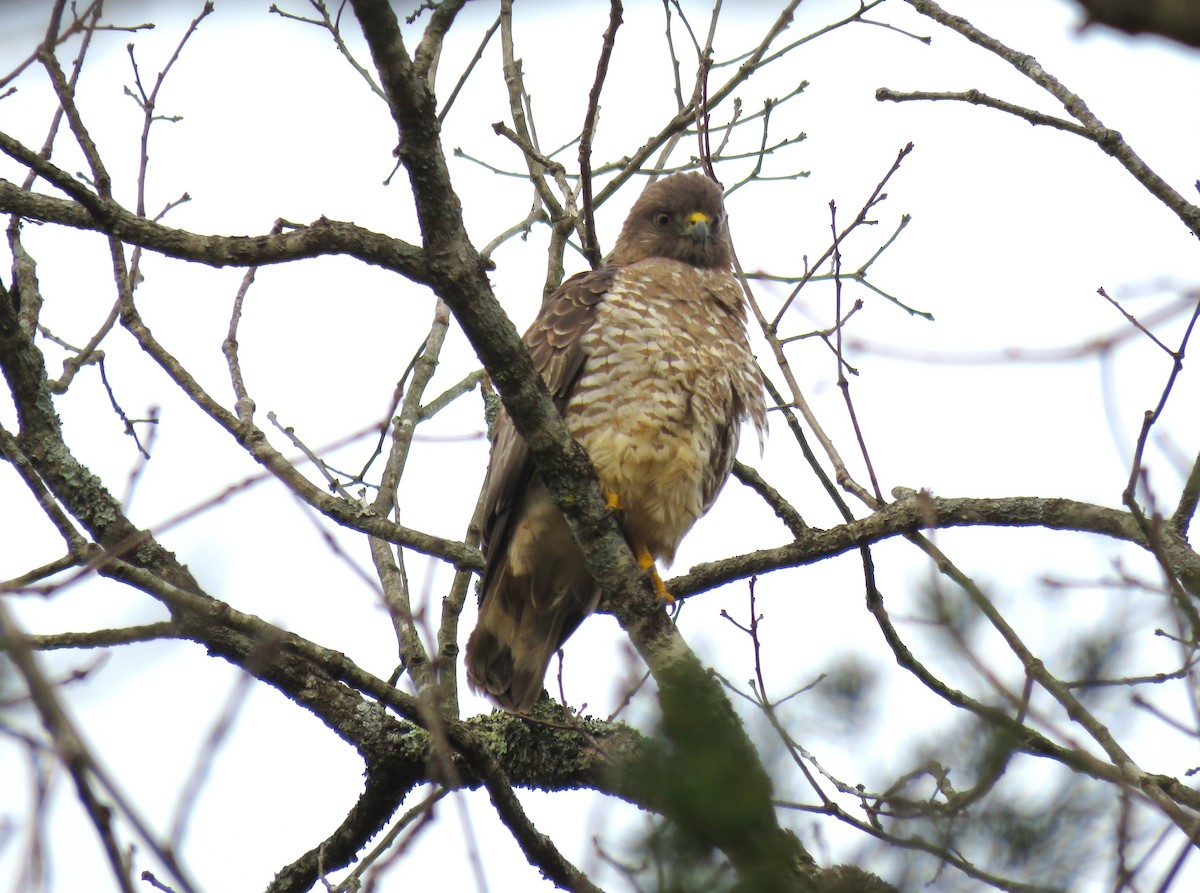 Broad-winged Hawk - ML616732028