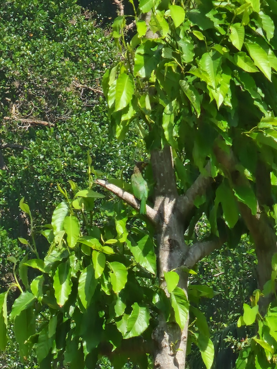 barbet hnědohlavý - ML616732031