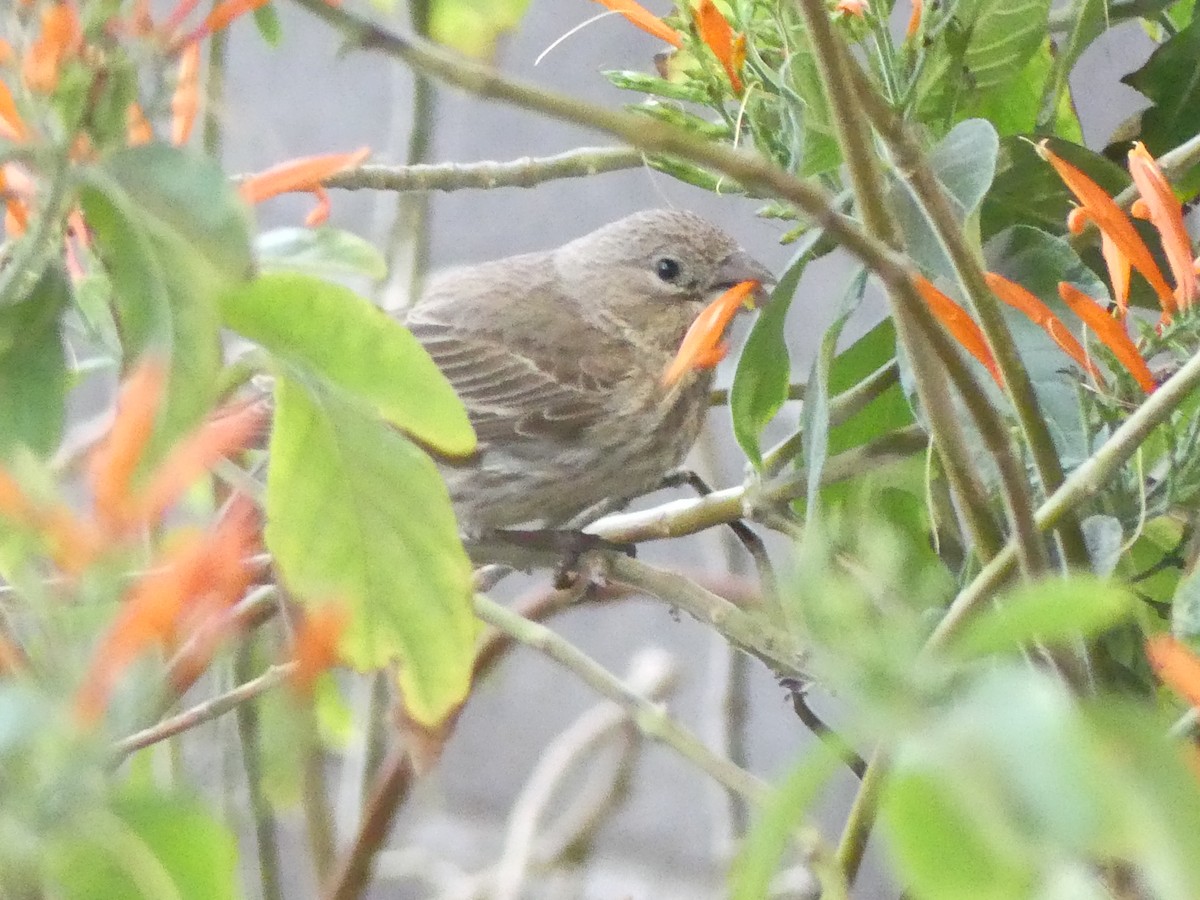 House Finch - ML616732040