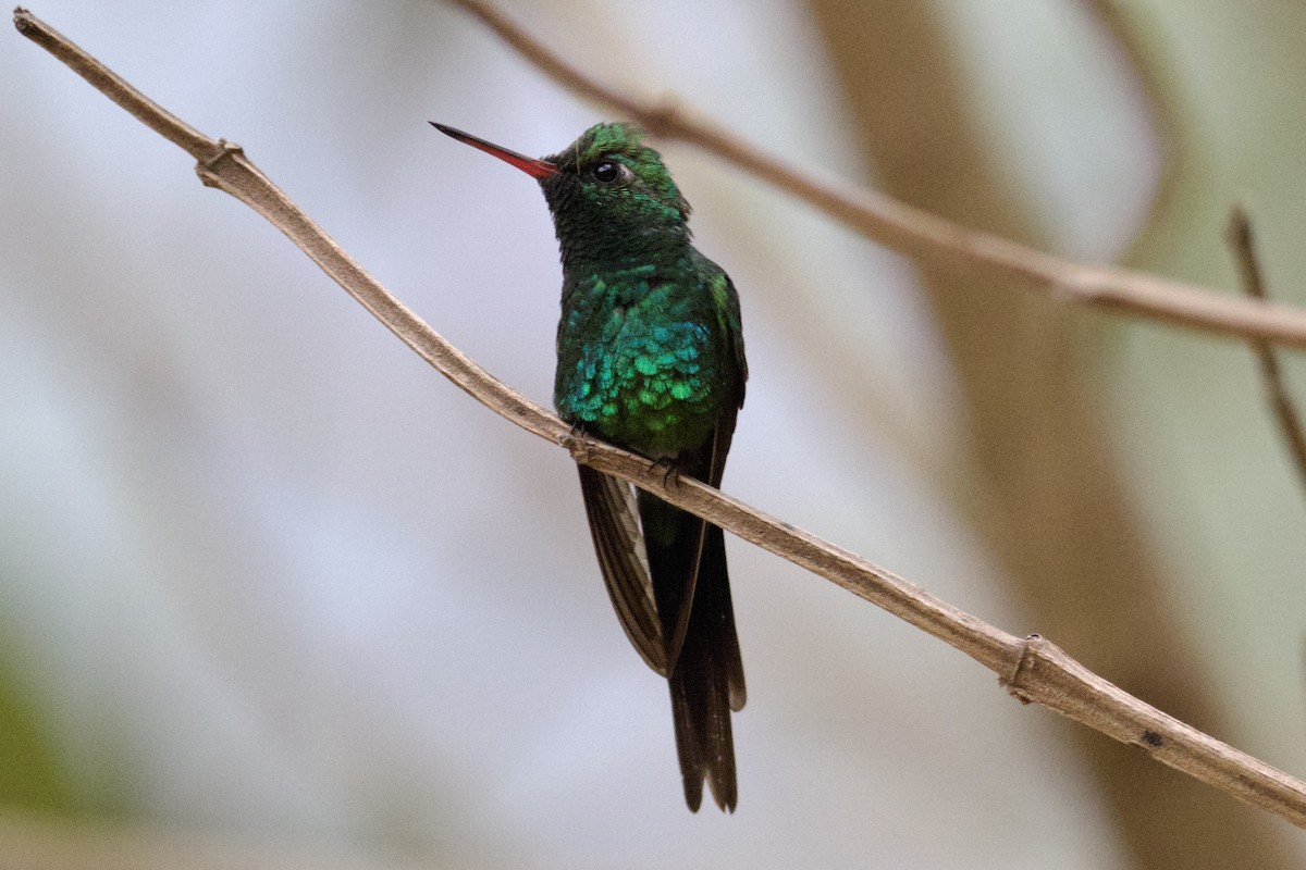 Golden-crowned Emerald - ML616732055