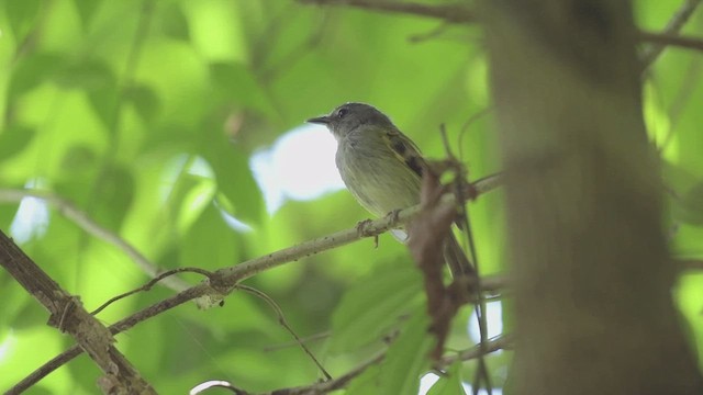 Slate-headed Tody-Flycatcher - ML616732065