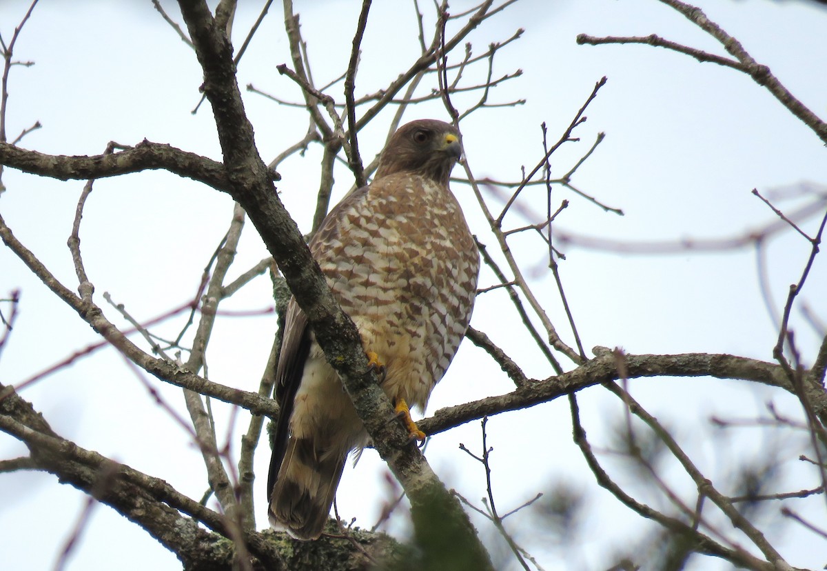 Broad-winged Hawk - ML616732091