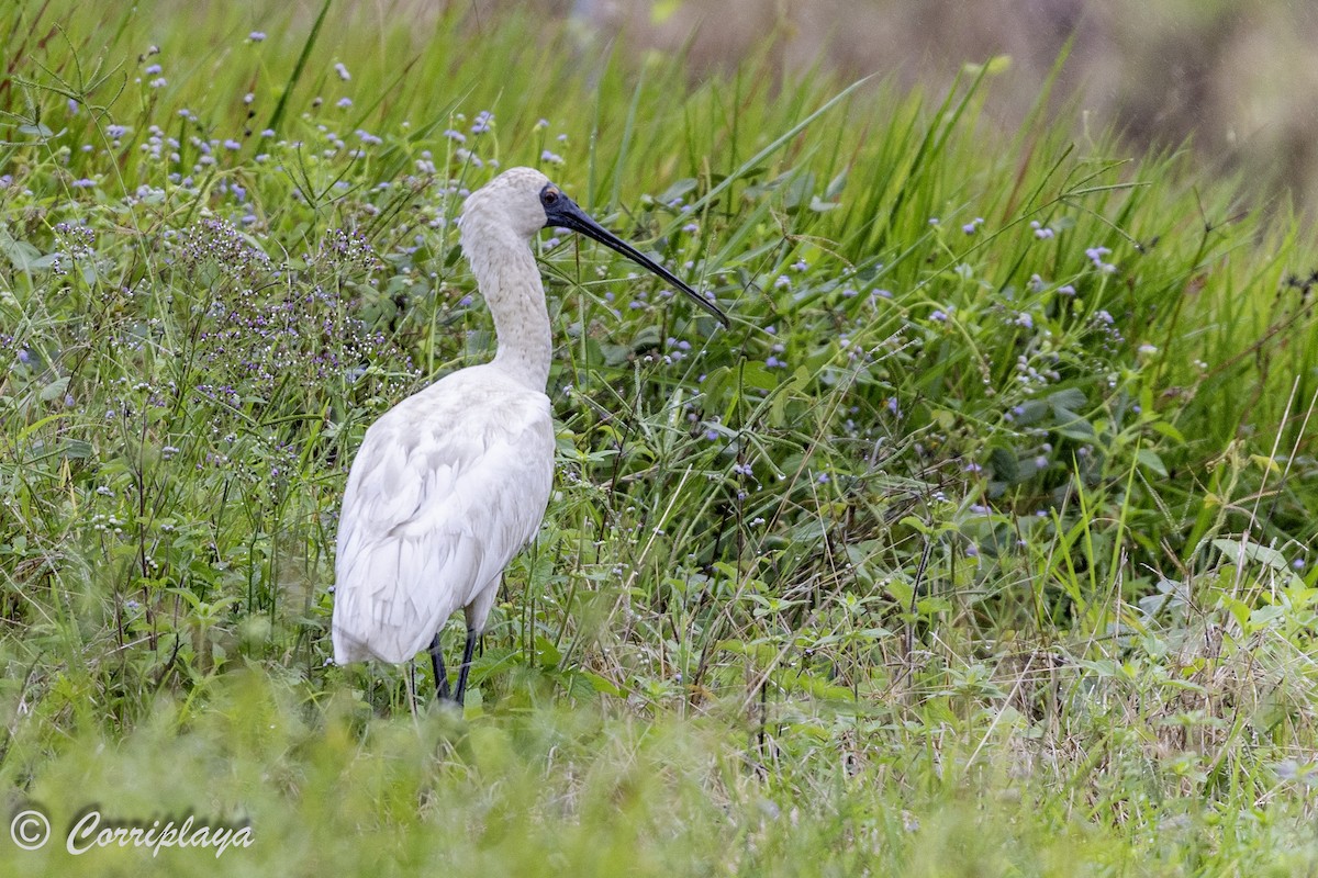 Royal Spoonbill - Fernando del Valle