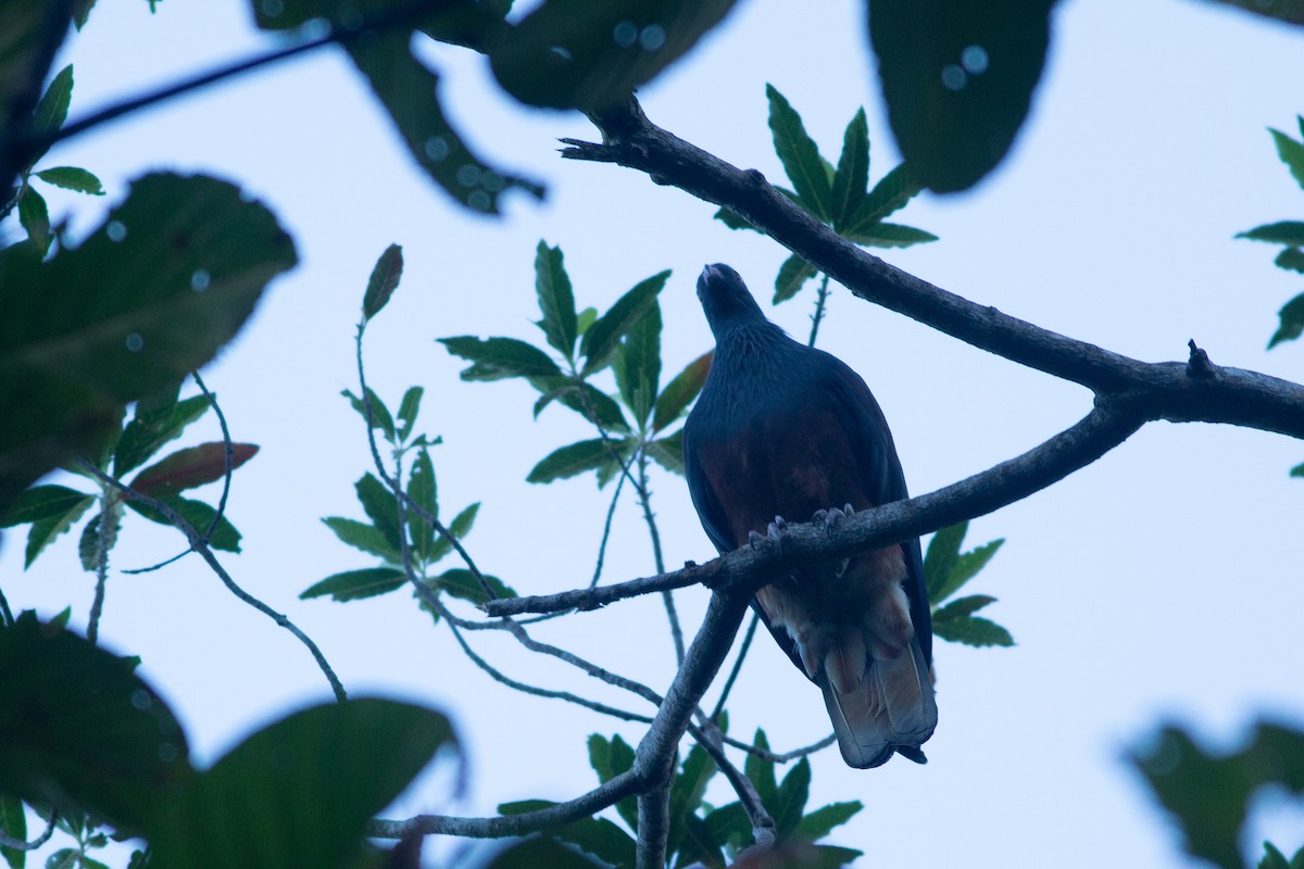 New Caledonian Imperial-Pigeon - ML616732129