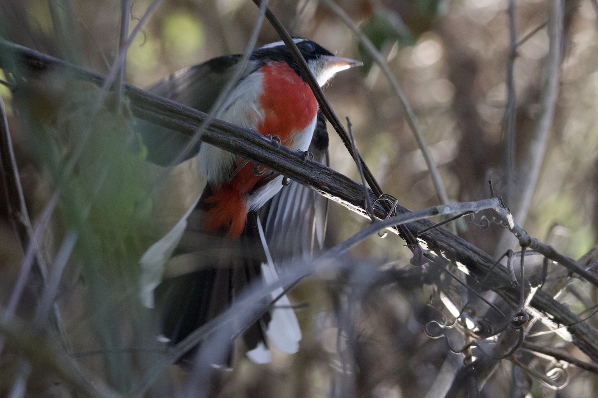 Red-breasted Chat - ML616732136