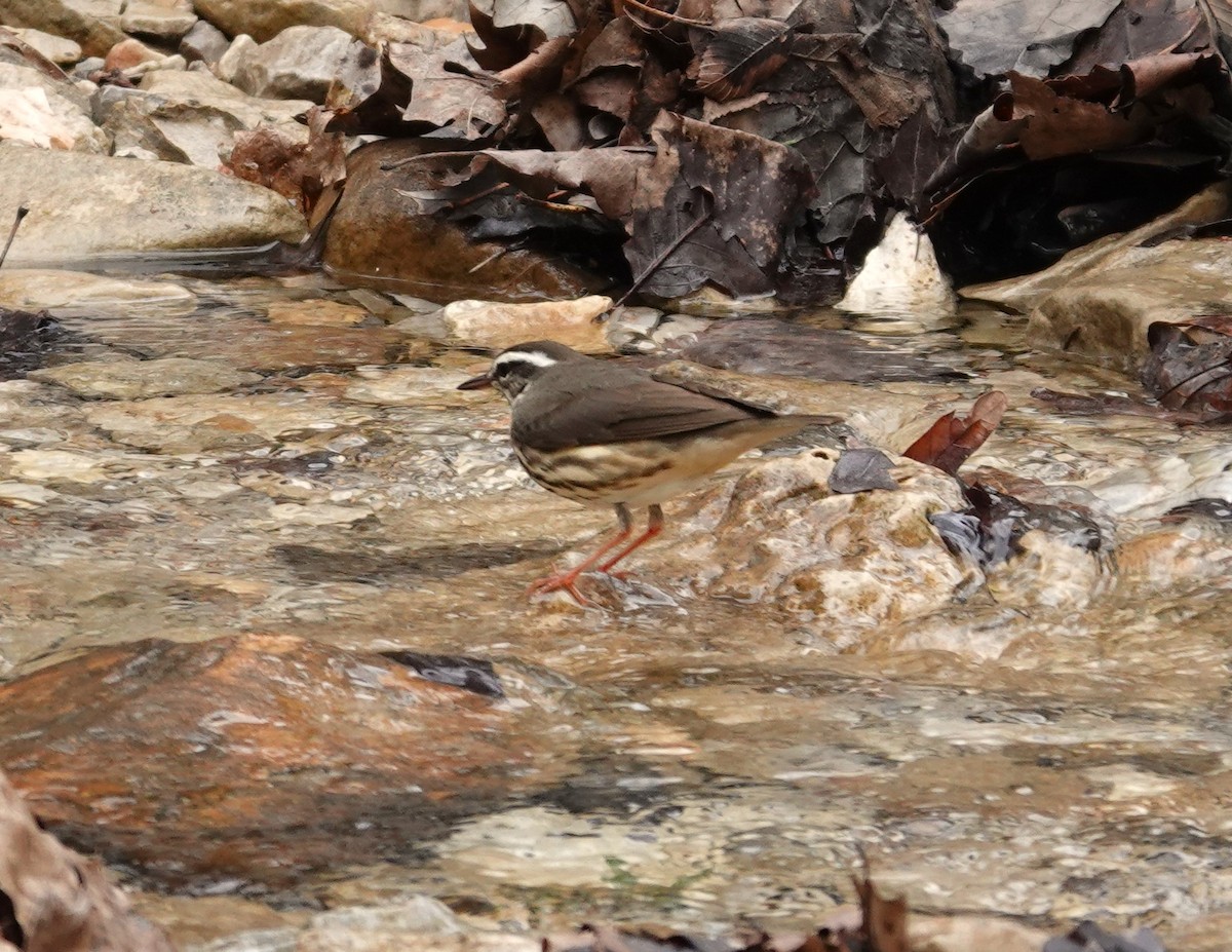 Louisiana Waterthrush - ML616732139