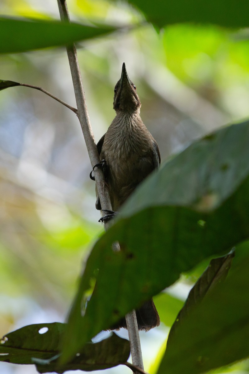 New Caledonian Friarbird - Angus Pritchard