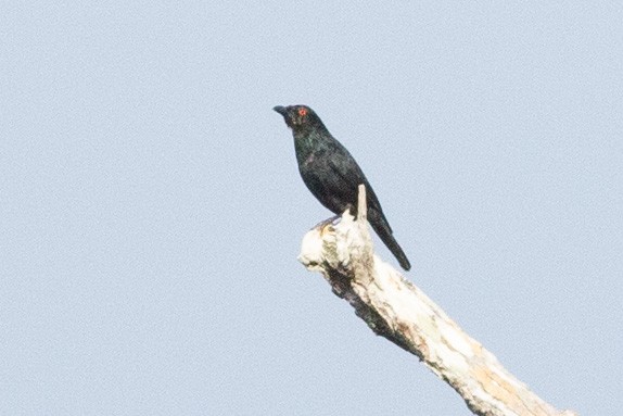 Striated Starling - Angus Pritchard