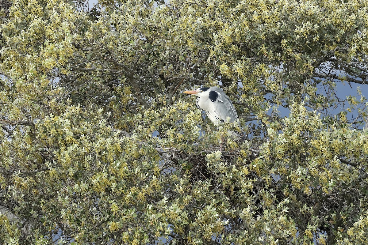 Gray Heron - ML616732189