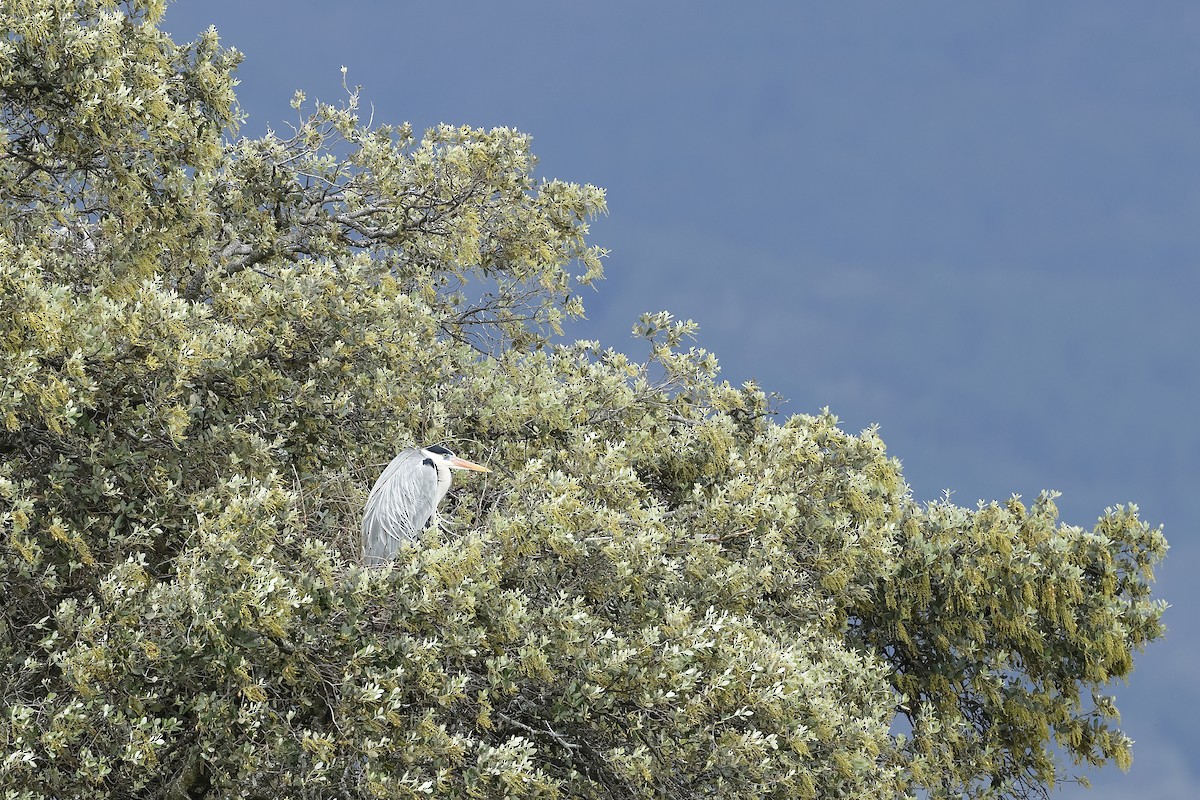 Gray Heron - ML616732190