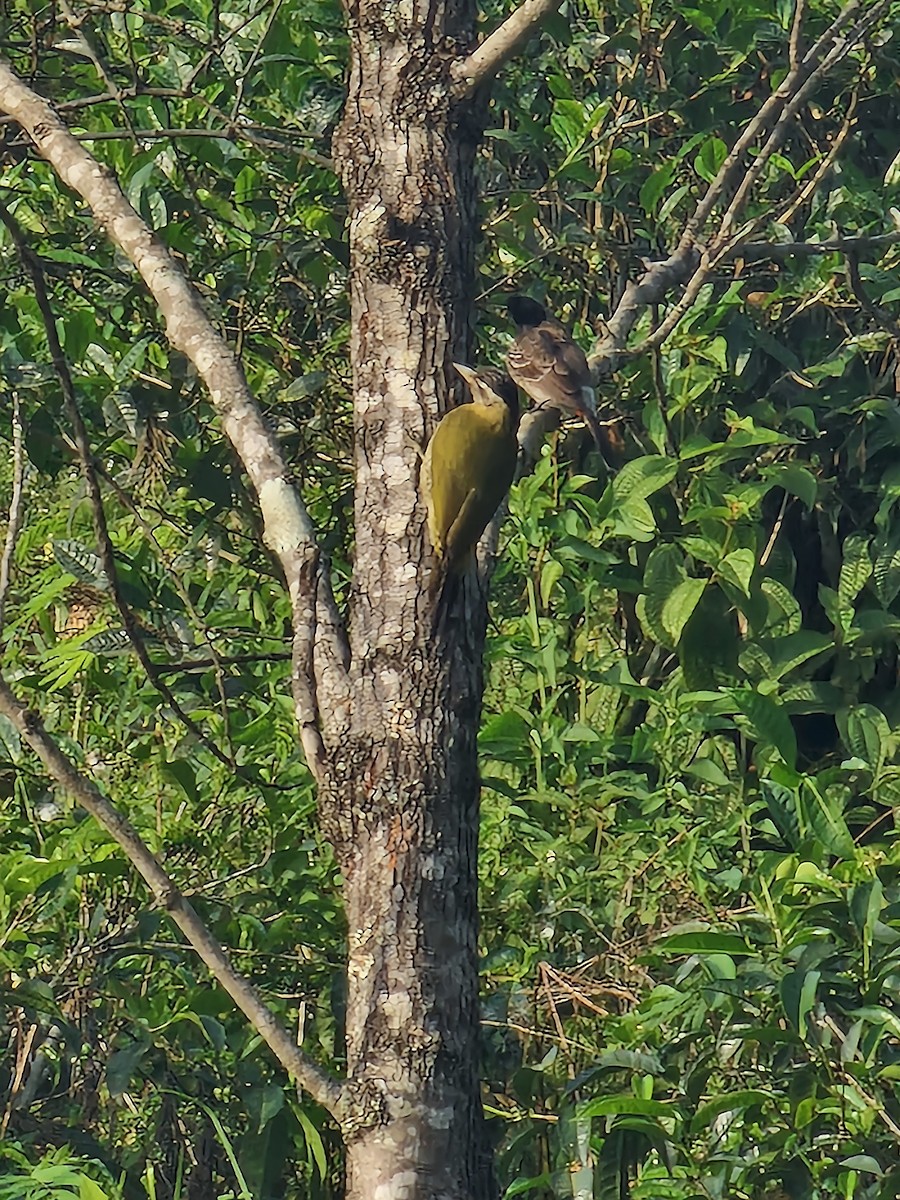 Streak-throated Woodpecker - Nate Dunning