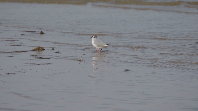 Mouette de Bonaparte - ML616732222