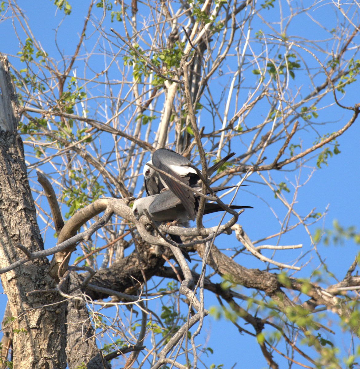 iktinie mississippská - ML616732228