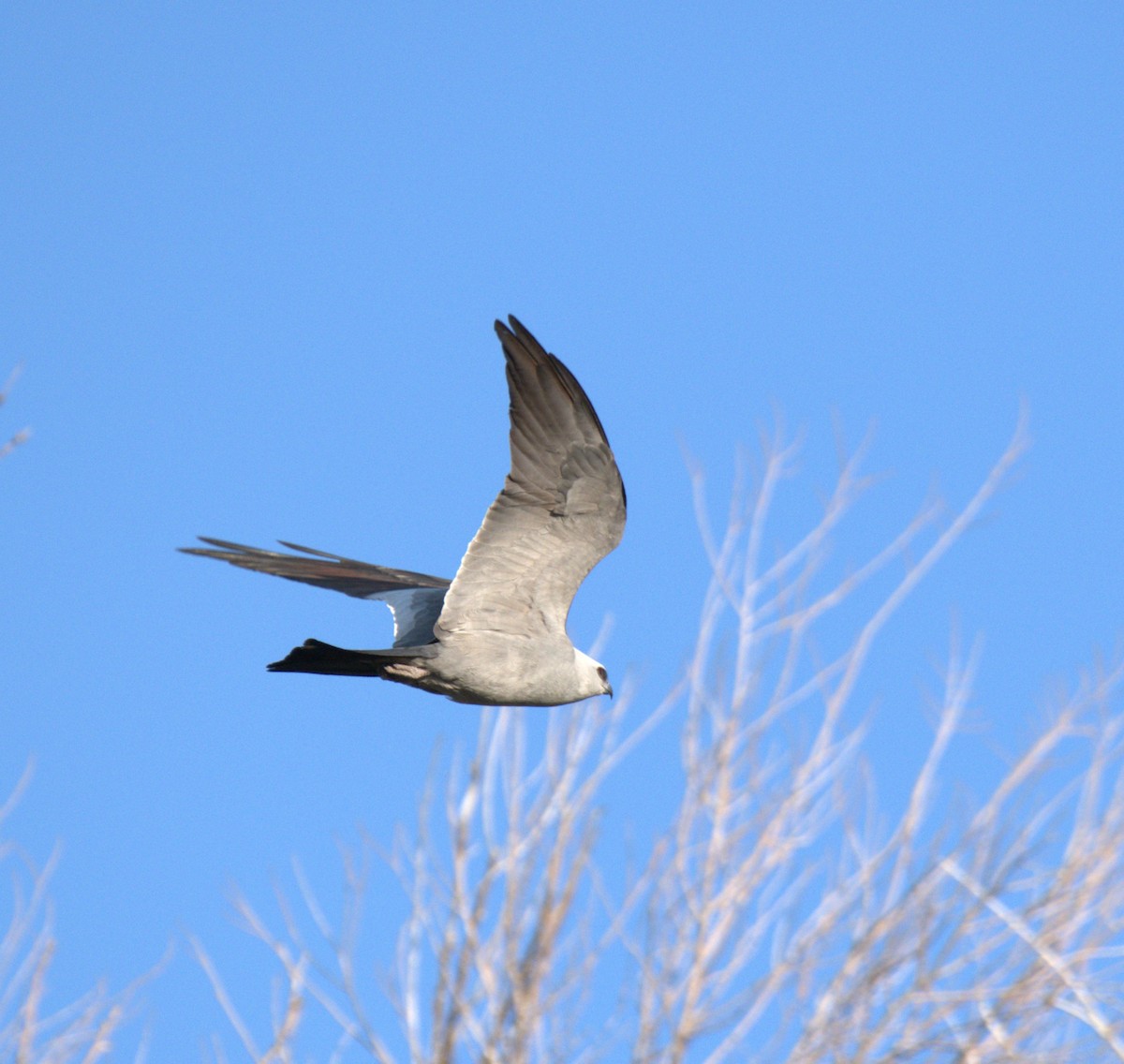 Mississippi Kite - ML616732233