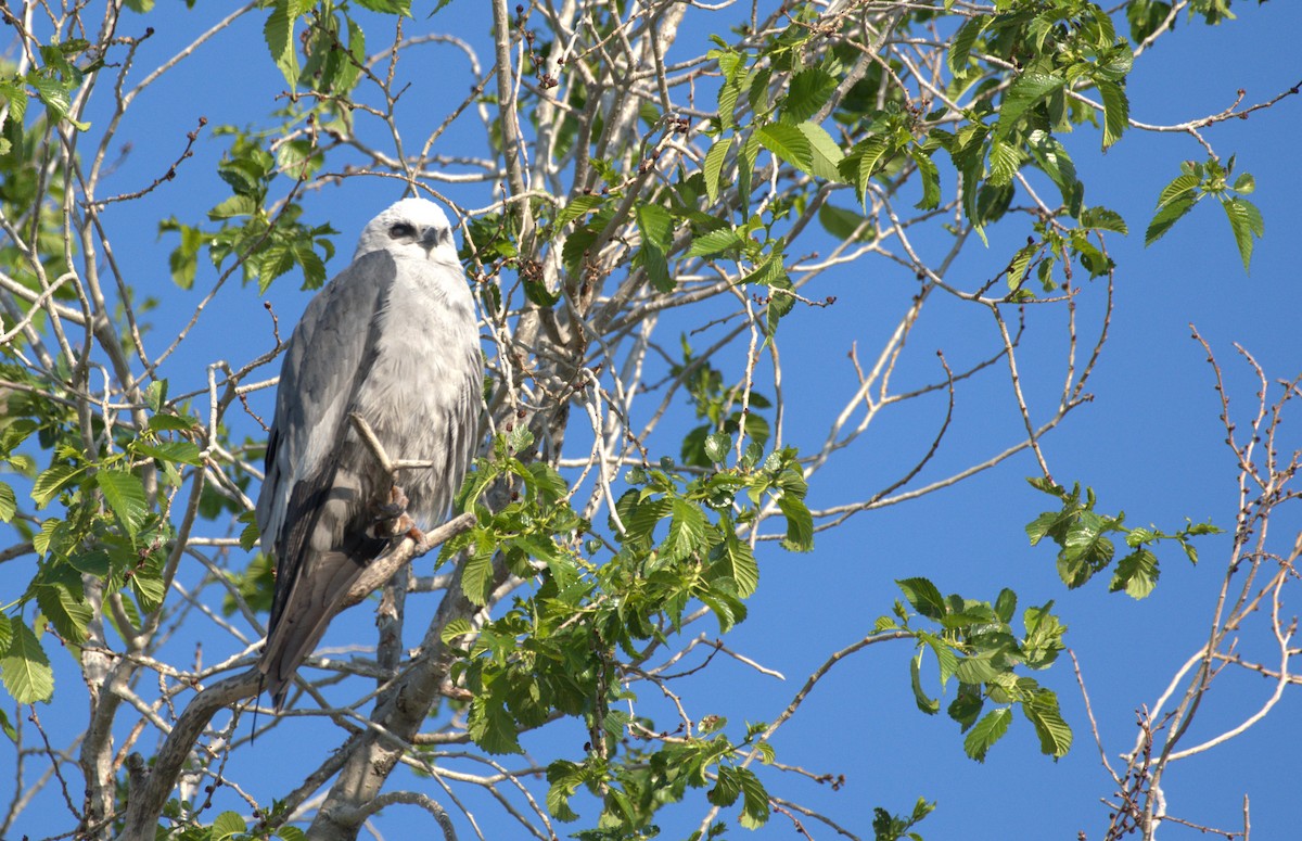 Mississippi Kite - ML616732235