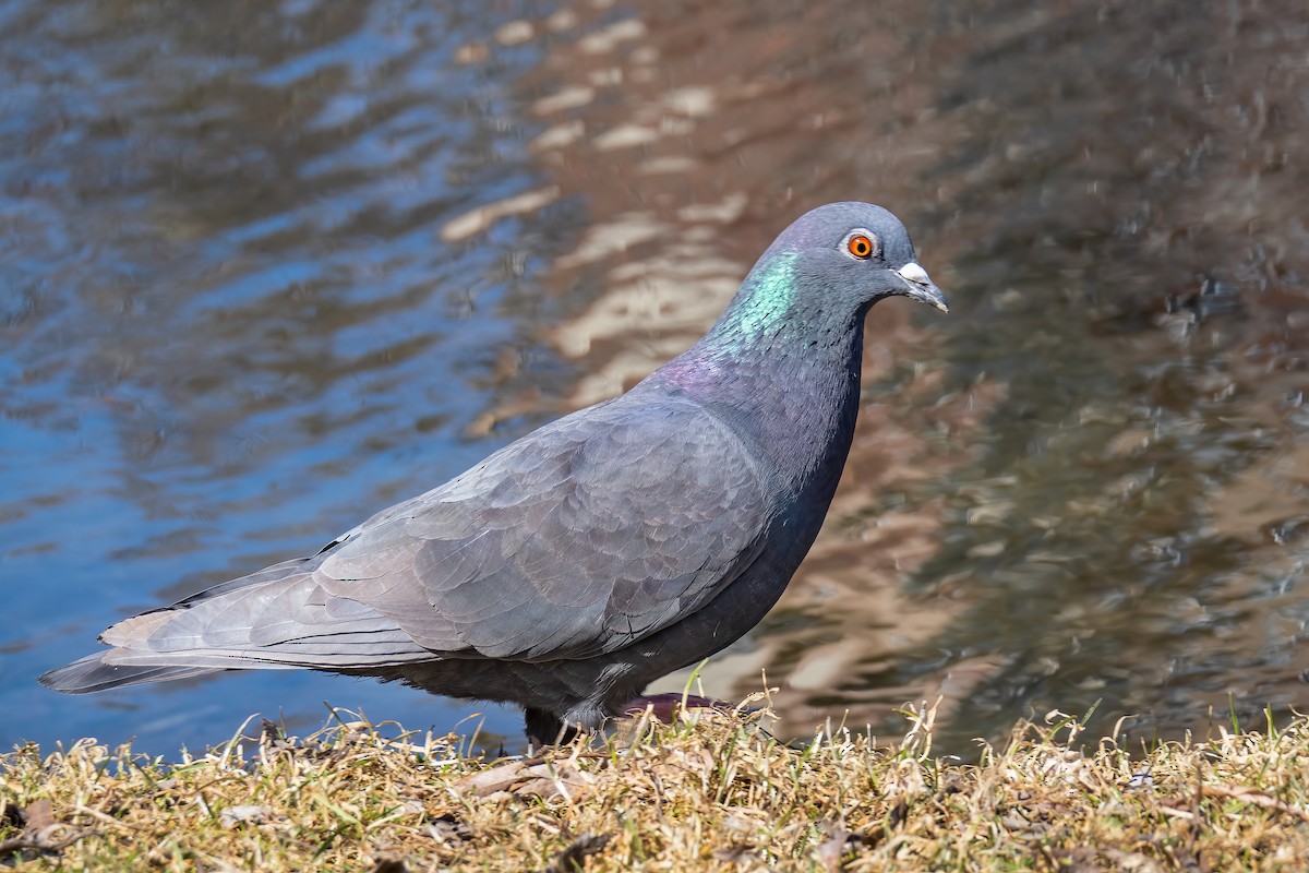 Rock Pigeon (Feral Pigeon) - ML616732242