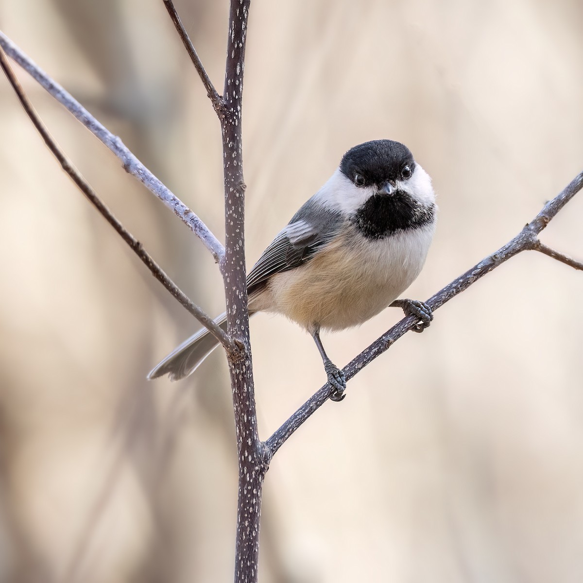 Black-capped Chickadee - ML616732302