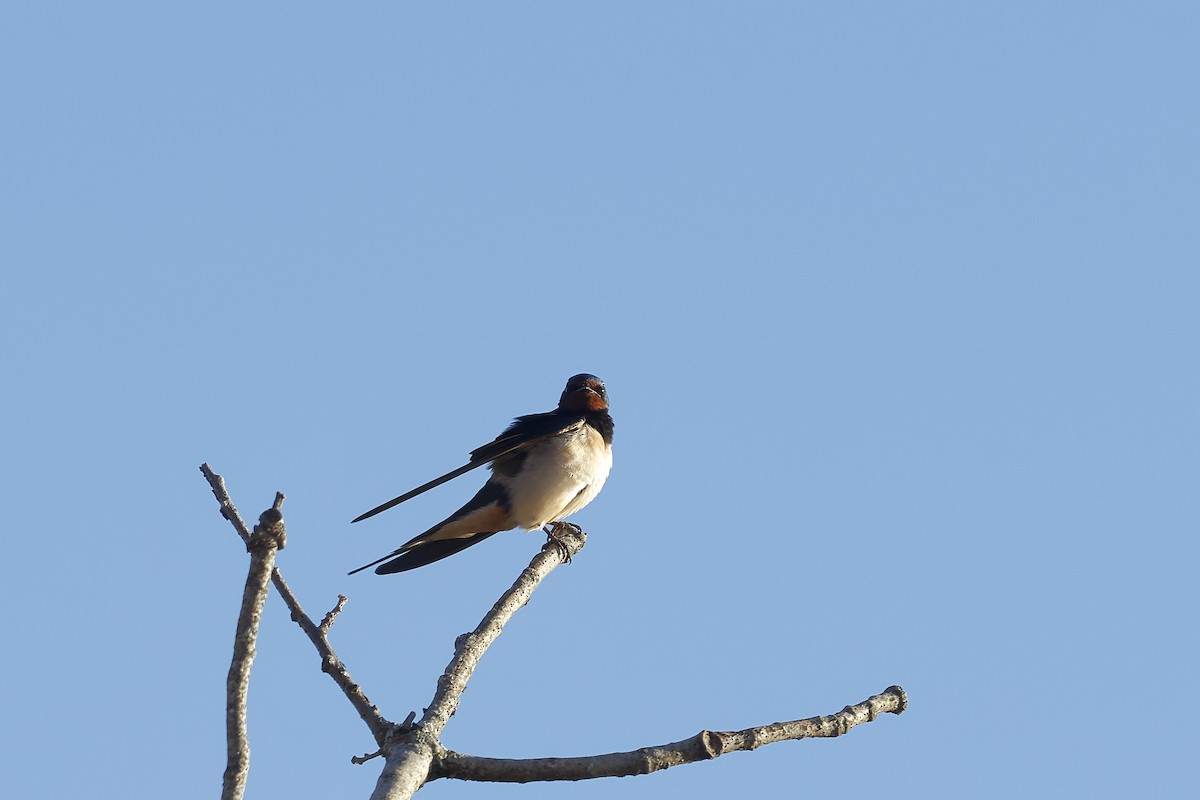 Barn Swallow - ML616732355