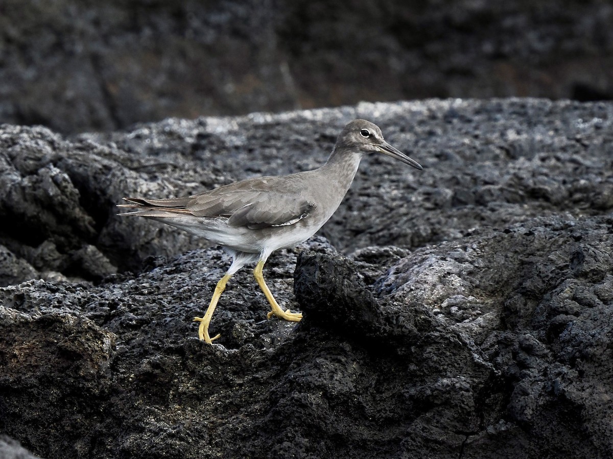 Wandering Tattler - ML616732394