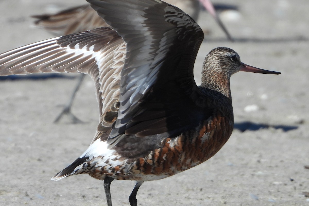 Hudsonian Godwit - Tim Barnard