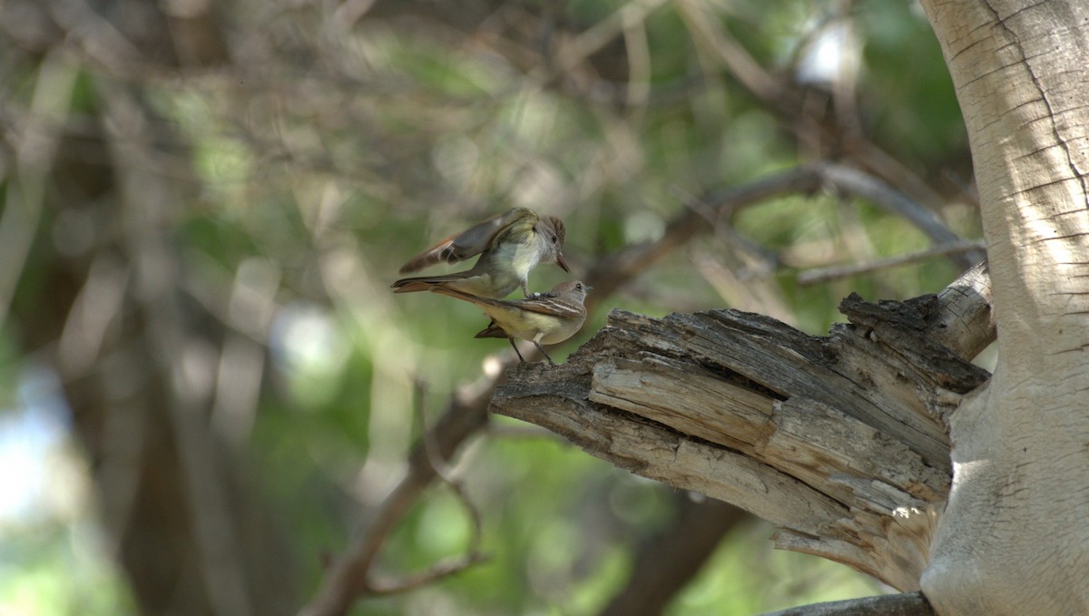 Ash-throated Flycatcher - Linda Lee