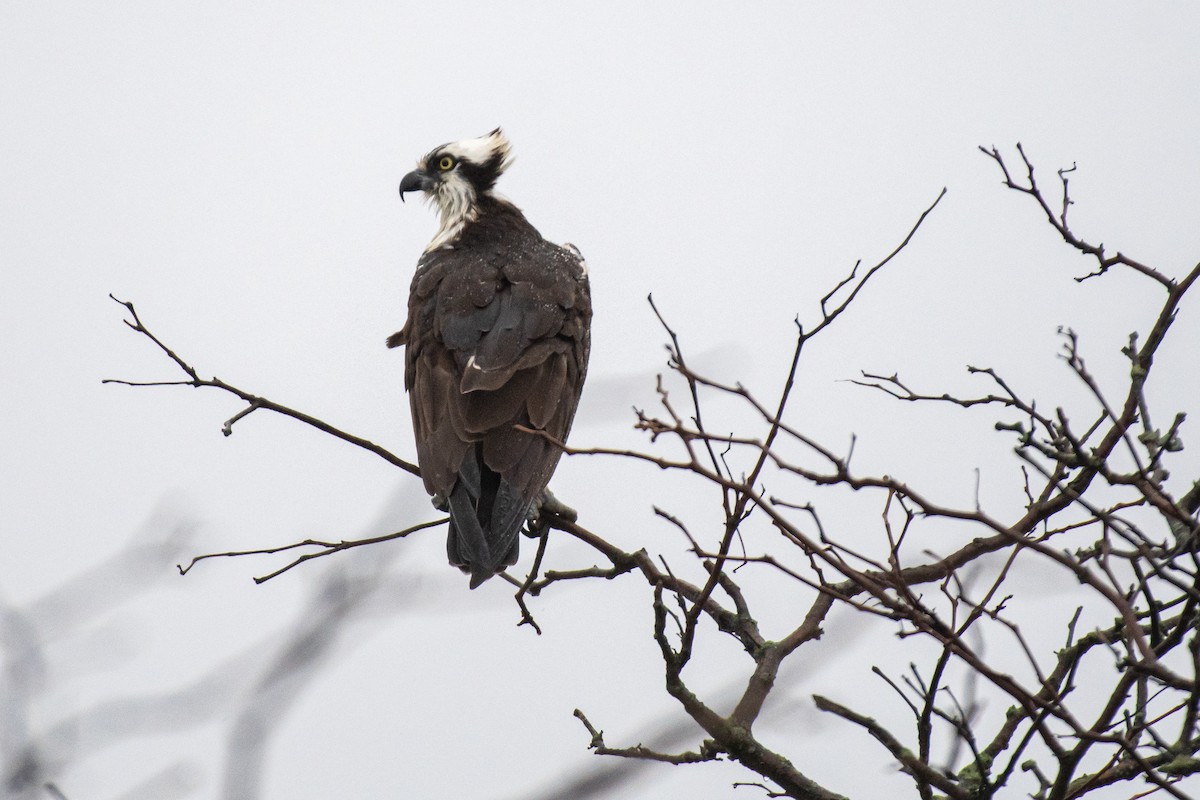 Osprey - ML616732437