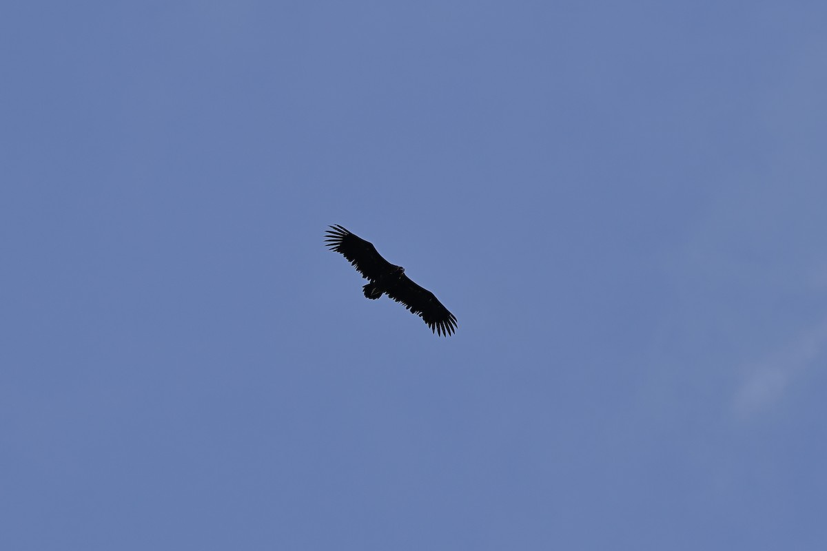 Cinereous Vulture - ML616732446