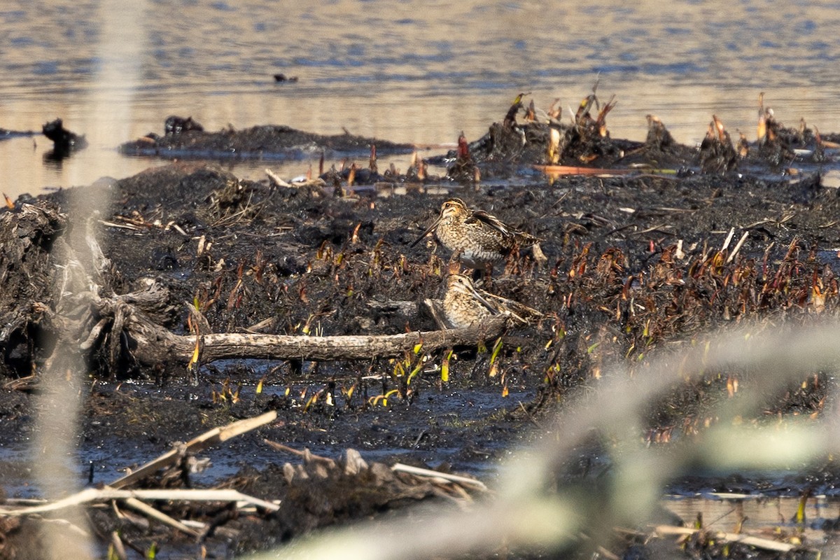 Wilson's Snipe - ML616732490