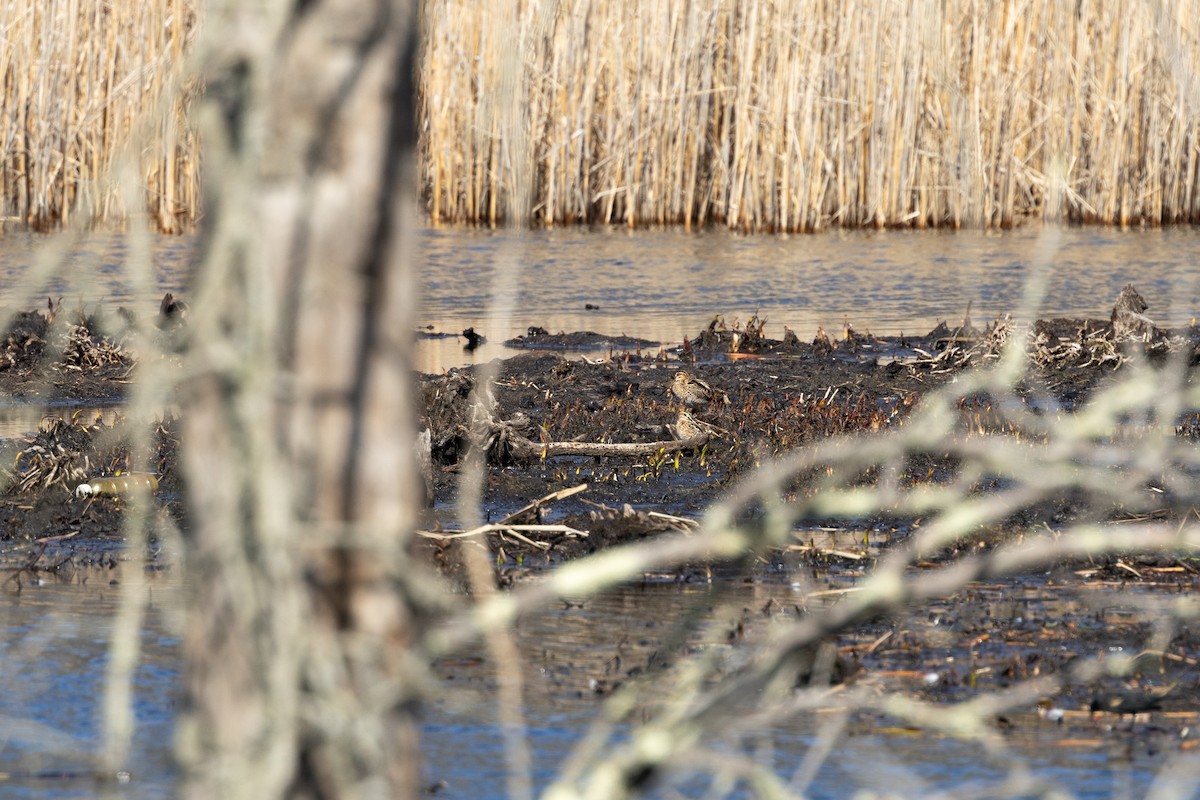 Wilson's Snipe - ML616732491