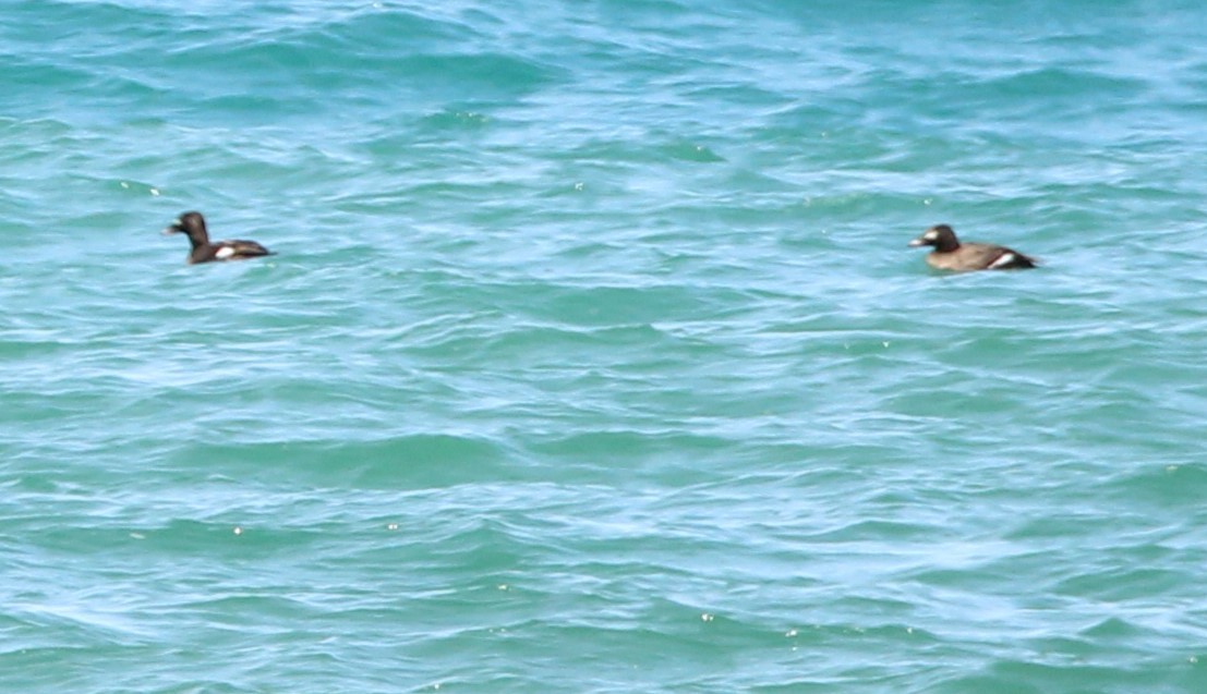 White-winged Scoter - ML616732509