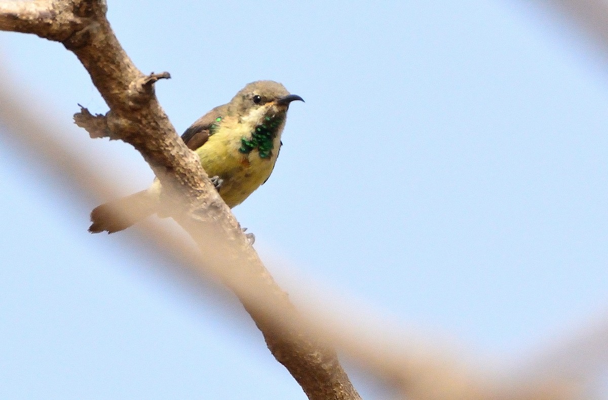 Pygmy Sunbird - Carlos Alberto Ramírez