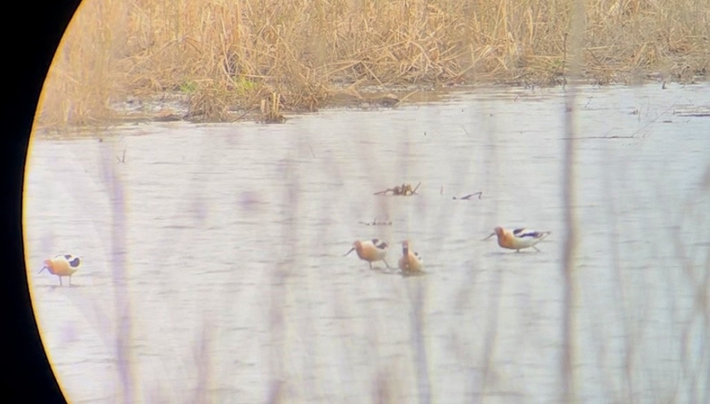 Avoceta Americana - ML616732556