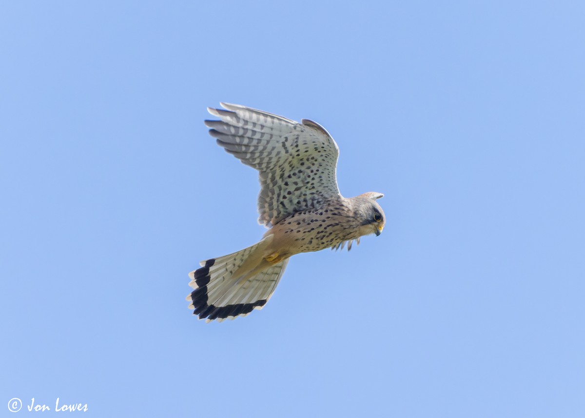 Eurasian Kestrel (Eurasian) - Jon Lowes