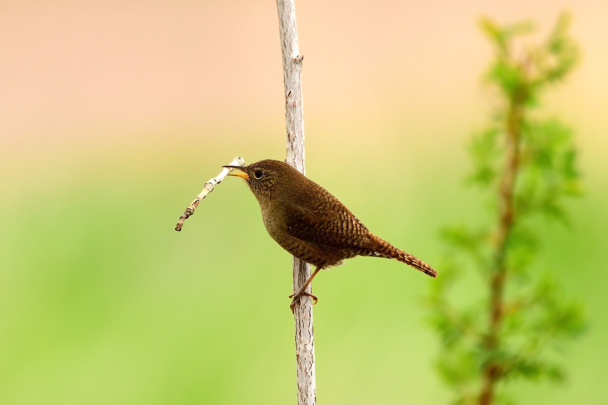 Northern House Wren - Linda Lee