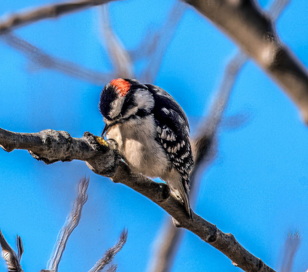 Downy Woodpecker - ML616732742