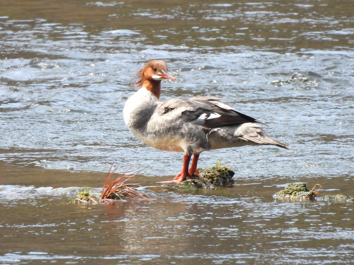 Common Merganser - Jennifer (and Scott) Martin