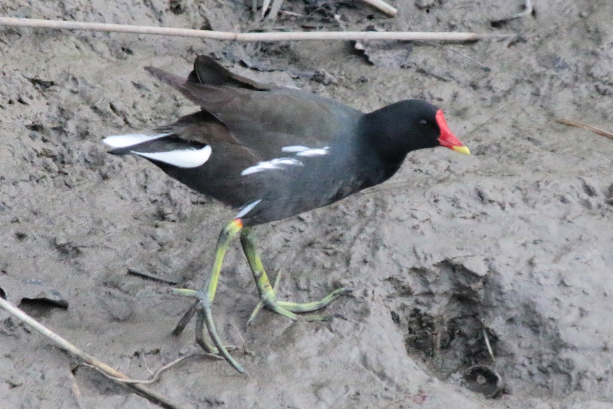 Eurasian Moorhen - ML616732783