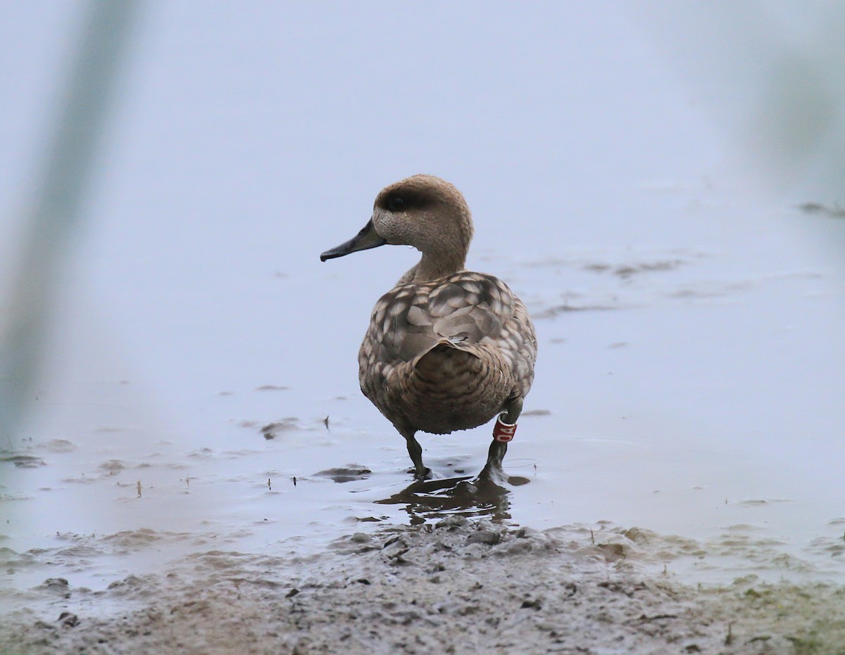 Marbled Duck - ML616732799