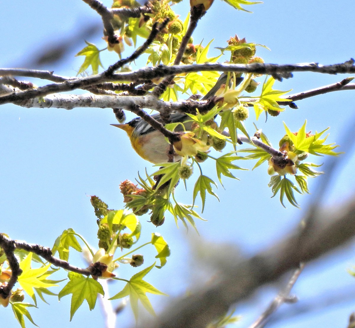 Northern Parula - Jennifer (and Scott) Martin