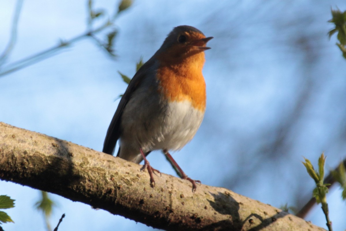 European Robin - ML616732804