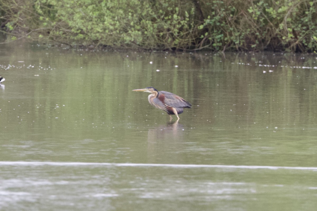 Purple Heron - Simone Stefanetti